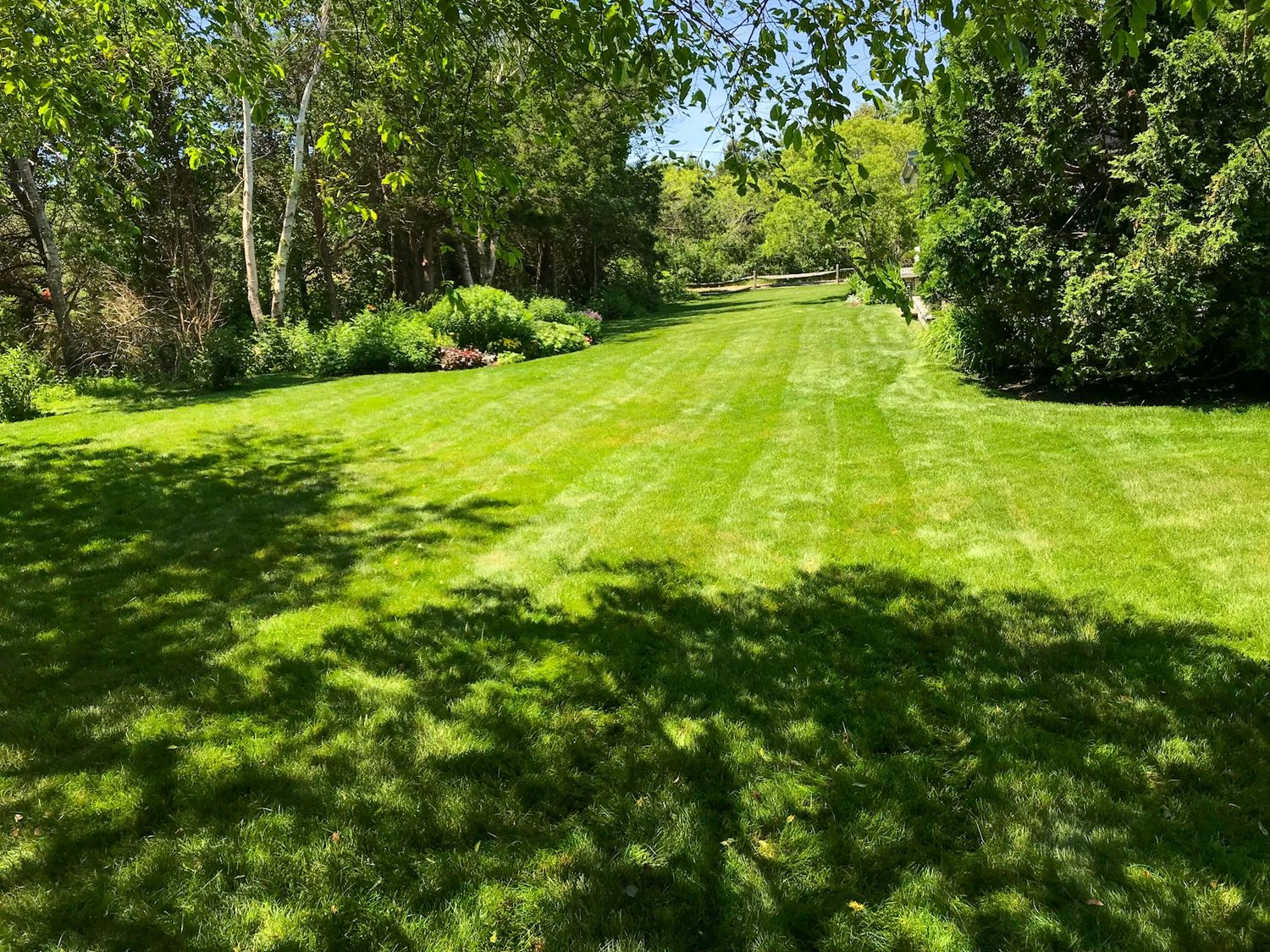 Mown amenity grass and hedge line on a maintained site