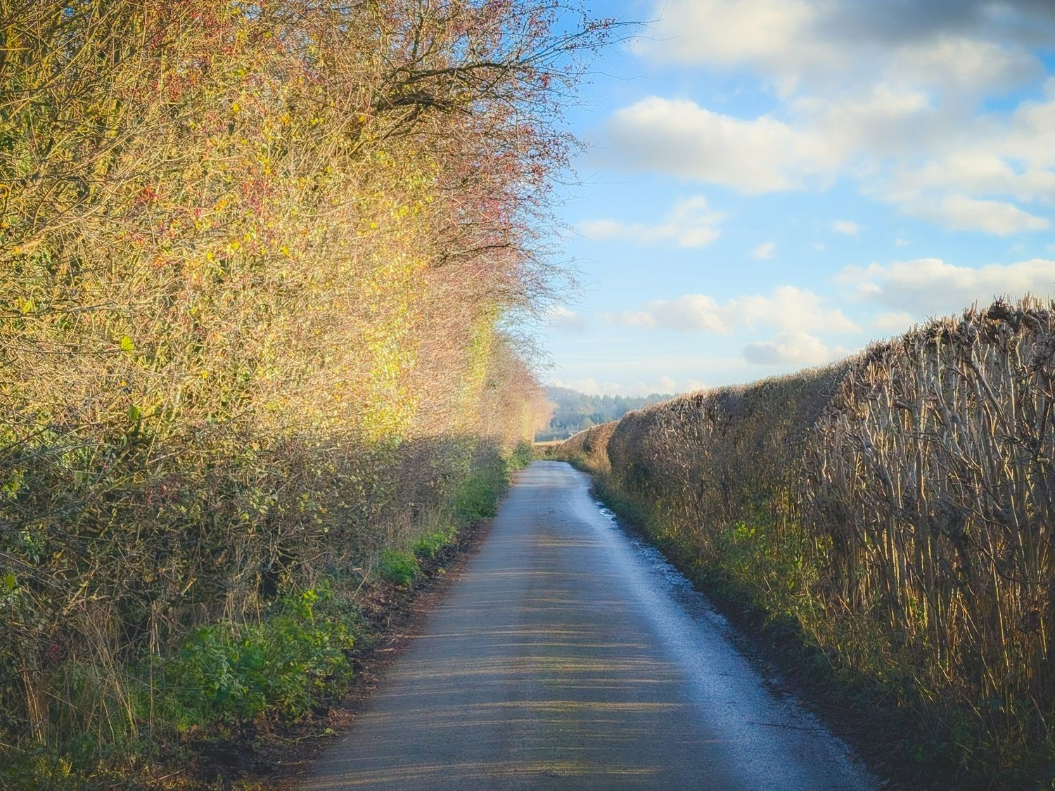 Rural highway bounded by managed verges and hedgerow