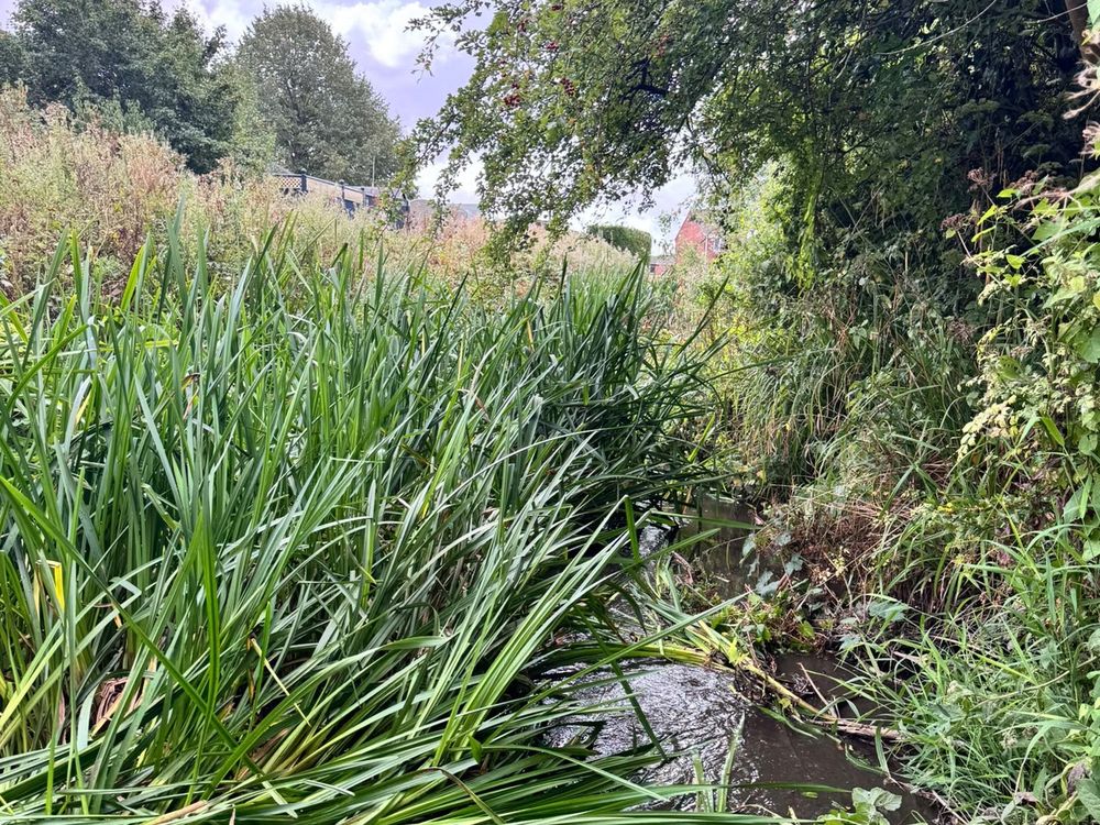 Reed and overgrowth cut back from a Somerset watercourse