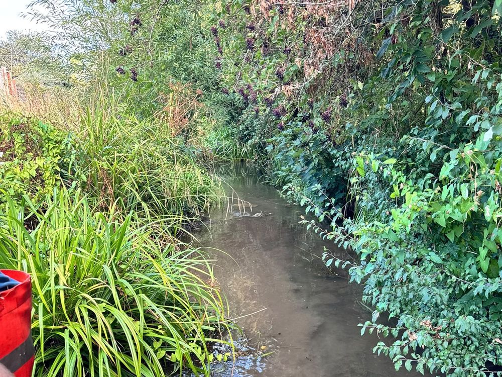 Bankside vegetation cut back along a watercourse