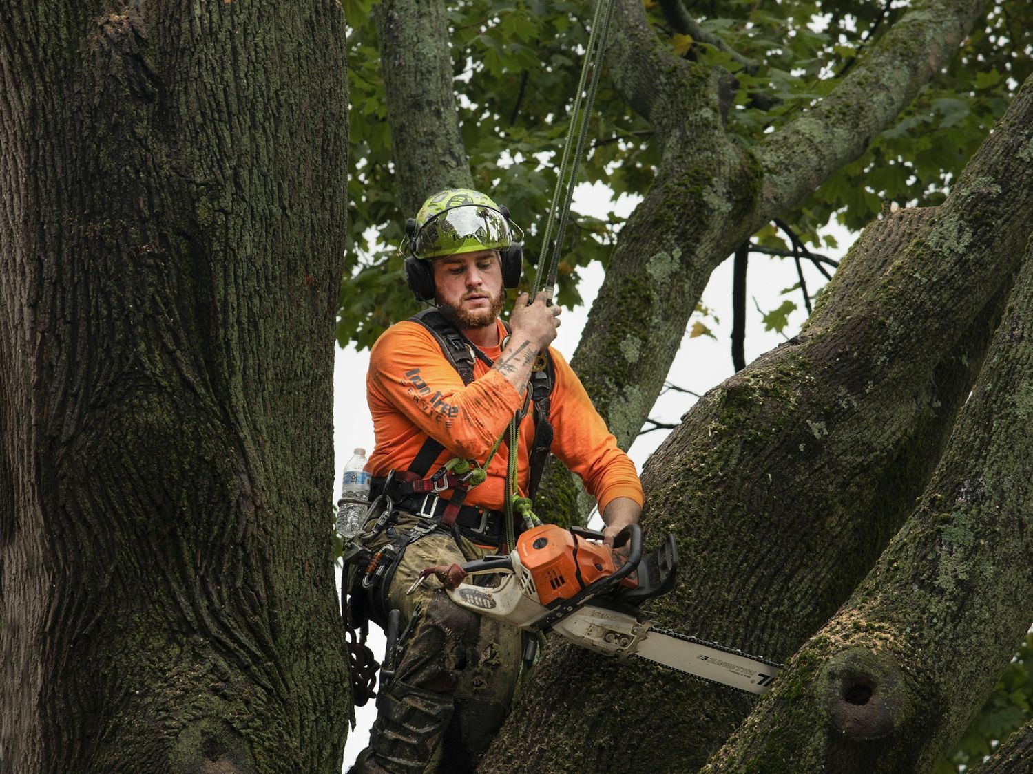 Arborist in protective equipment working in a tree canopy