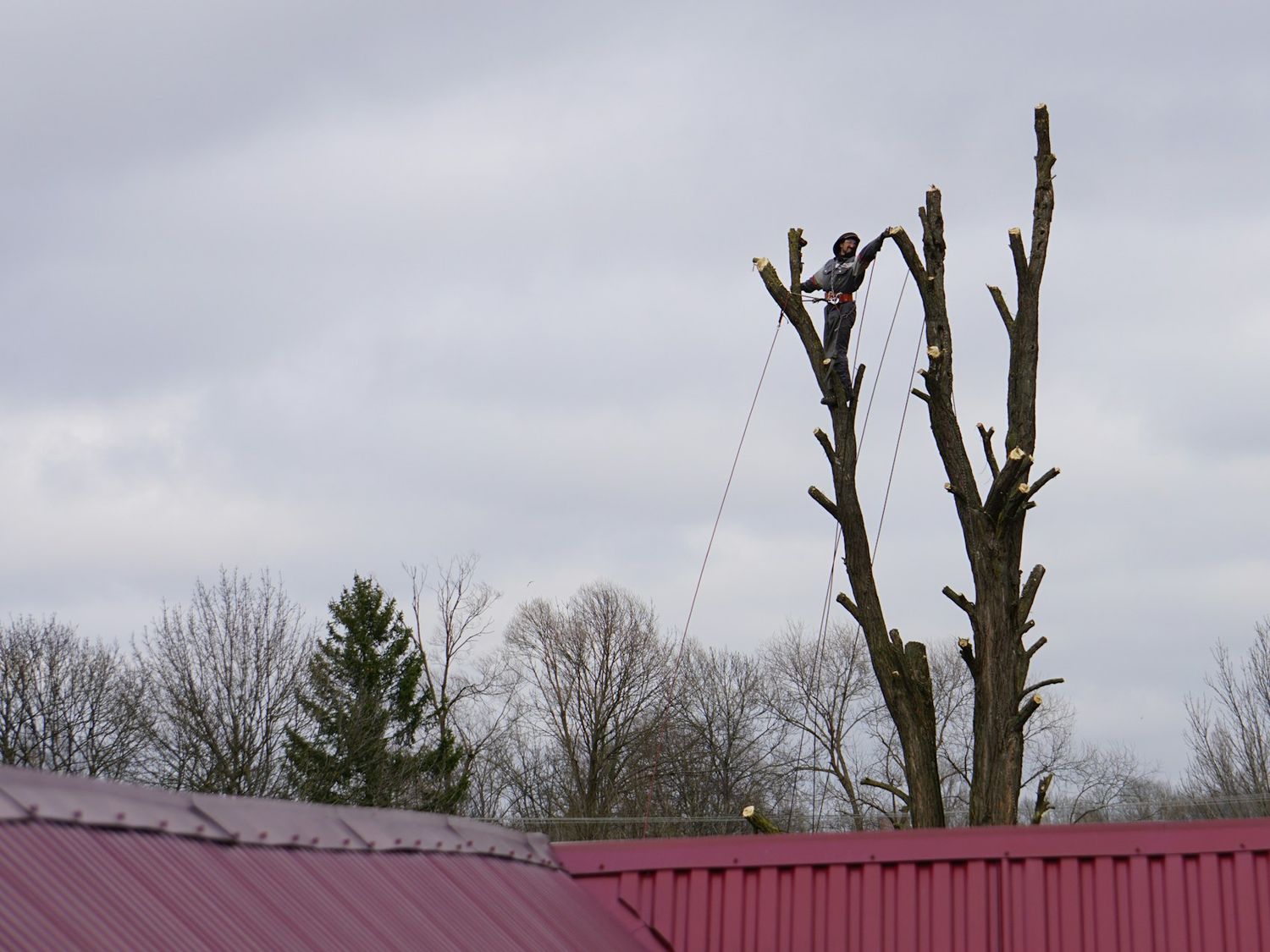 Trees cut back and pollarded during winter tree work